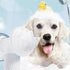 Cat Bath Brush | Pet Grooming Brush | Luxetique Pets